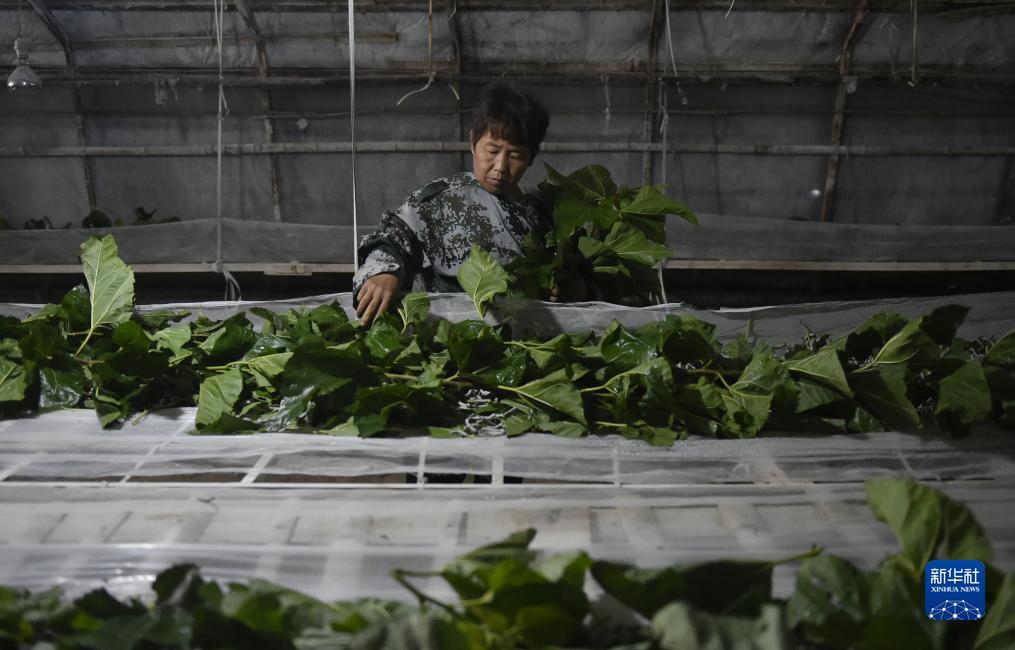 凤凰平台注册网